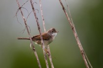 01118-Common Whitethroat