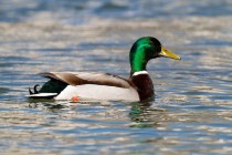 01119-Mallard