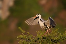 01121-Grey Heron