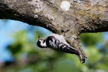 01122-Lesser Spotted Woodpecker