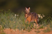 01125-Brown Hare