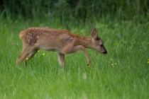 01126-Roe Deer