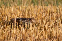 01127-Brown Hare