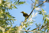 01128-Eurasian Golden Oriole