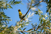 01129-Eurasian Golden Oriole