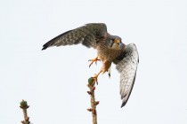 01130-Common Kestrel