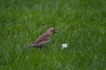 01131-Song Thrush