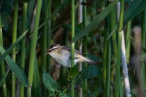 01132-Sedge Warbler