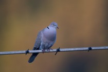 01133-Eurasian Collared Dove