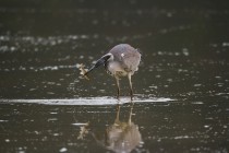 01134-Grey Heron