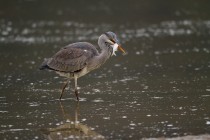 01135-Grey Heron