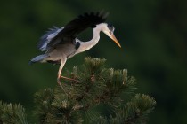 01136-Grey Heron