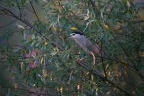 01137-Black-crowned Night Heron