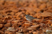 01138-Little Ringed Plover