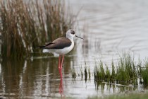 01139-Black-winged Stint