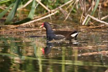 01140-Common Moorhen