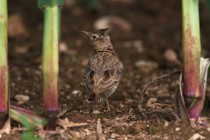 01141-Crested Lark