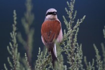 01142-Red-backed Shrike