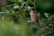 01143-Red-backed Shrike