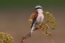 01144-Red-backed Shrike