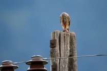 01145-Common Kastrel