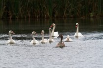 01146-Mute Swans