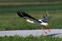 01151-White Stork