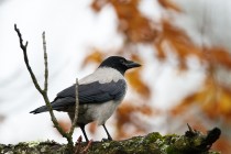 01152-Hooded Crow