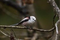 01153-Long-tailed Tit