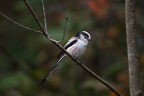 01154-Long-tailed Tit