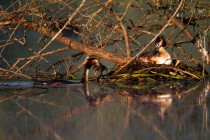 01155-Great Crested Grebes