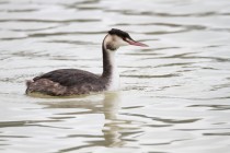 01156-Great Crested Grebe