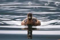 01157-Little Grebe