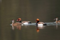 01158-Red-crested Pochard