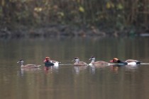 01159-Red-crested Pochards