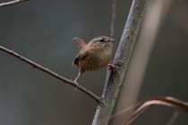 01160-Winter Wren