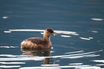 01161-Little Grebe