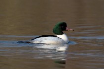 01162-Goosander