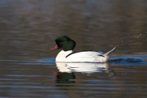 01163-Goosander