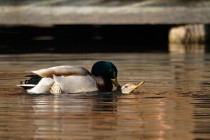 01164-Mallards