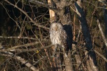 01165-Ural Owl