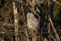 01166-Ural Owl