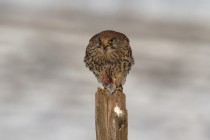 01167-Common Kestrel